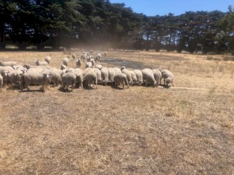 630 Xb Feeder lambs