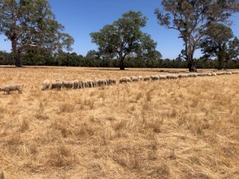 630 Xb Feeder lambs