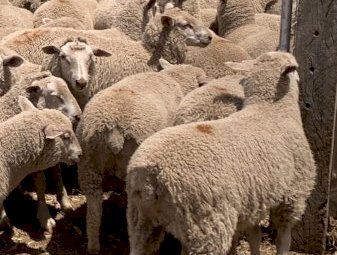 630 Xb Feeder lambs