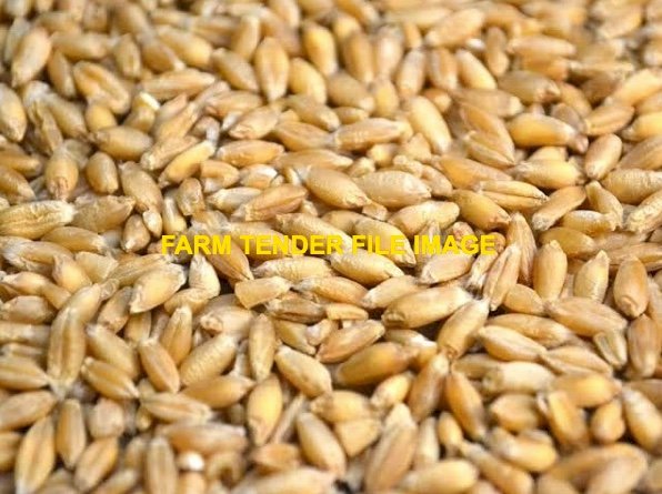 44mt Triticale