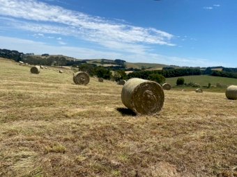 500 Organic Pasture Hay Rolls
