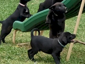 Kelpie pups bred to work