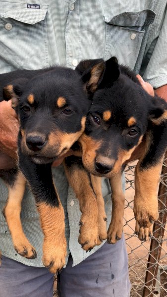Kelpie Male Pup x 1 (10 Weeks Old)