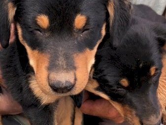 Kelpie Male Pup x 1 (10 Weeks Old)