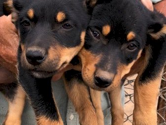 Kelpie Male Pup x 1 (10 Weeks Old)