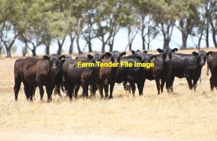 WANTED Angus Heifers PTIC
