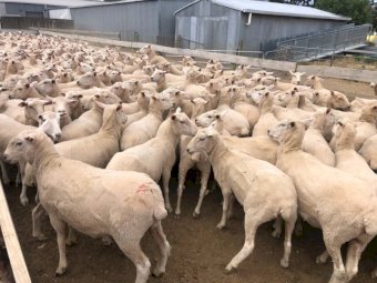 300 First cross ewes