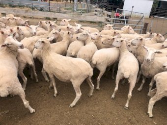 300 First cross ewes
