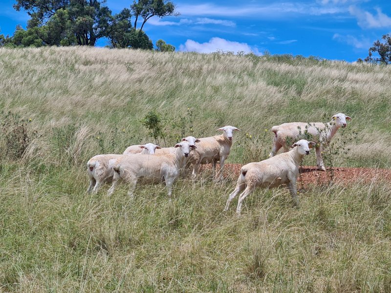 100 Station Mated Aussie White Ewes