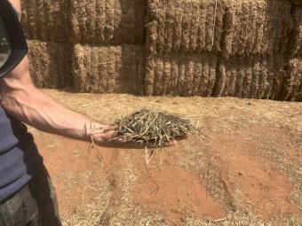150mt Vetch Hay 650kg 8x4x3 Bales (New Season 21/22)
