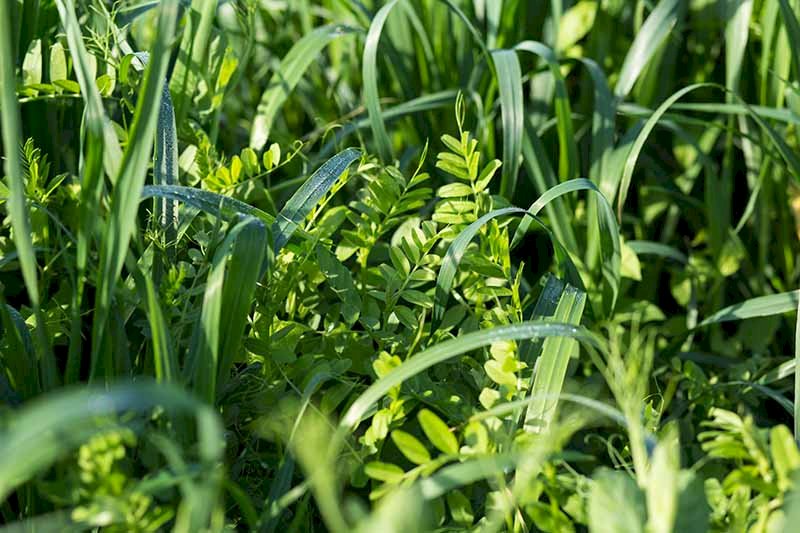 Barley-Vetch Seed Mix