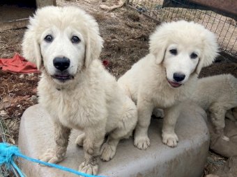 Maremma Puppies