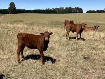 Limousin Bull