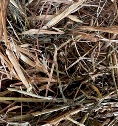 150  Oats Bales for Sale 5x4 Rolls av weight 375kg