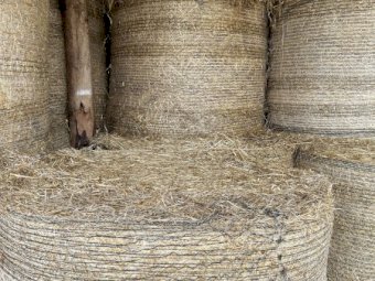 150  Oats Bales for Sale 5x4 Rolls av weight 375kg