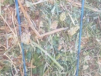 110mt Arrowleaf Clover Hay 650-700kg 8x4x3 HD Bales
