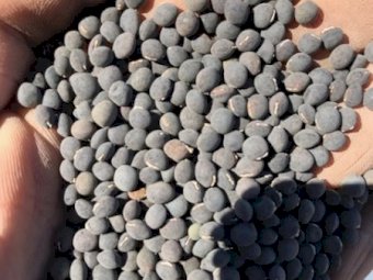 25-30 mt Popany Vetch Seed