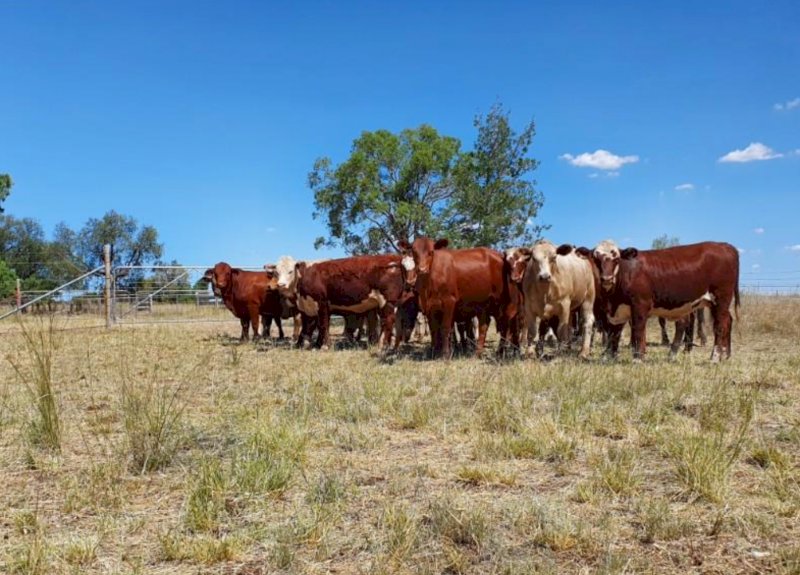 30 x Cross Bred Heifers