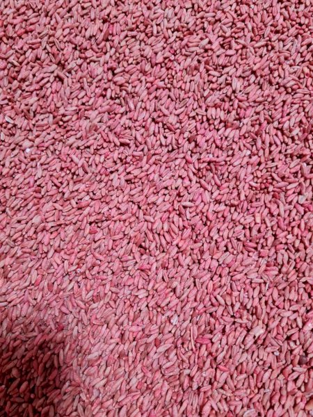 Triticale seed