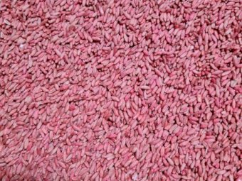 Triticale seed
