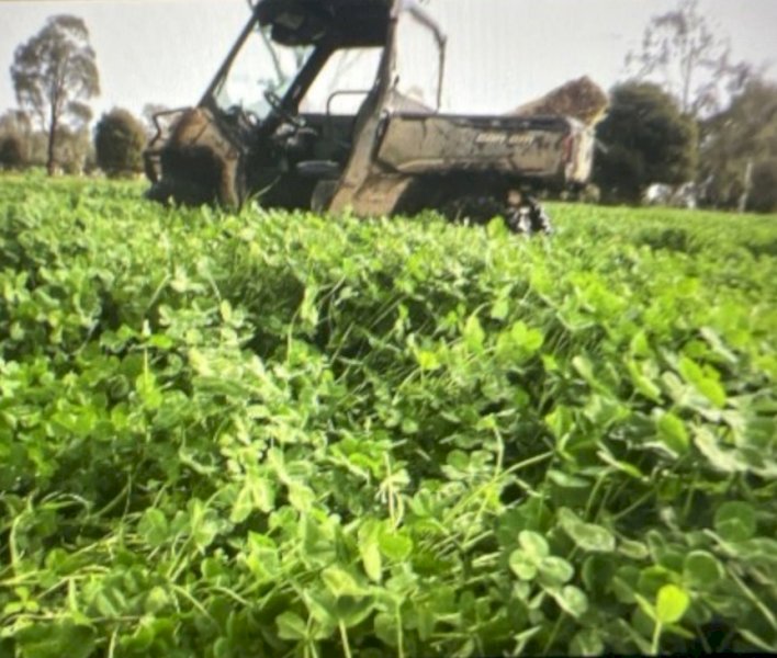 Persian Clover Seed