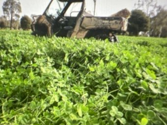Persian Clover Seed