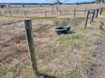 100 X Posts, Strainers, Stays, Wire
