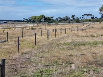 100 X Posts, Strainers, Stays, Wire
