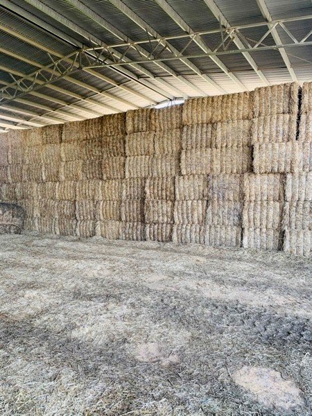 Wheat Straw Windrowed