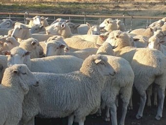 148 Xb Ewes