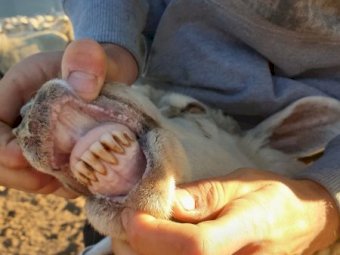 148 Xb Ewes