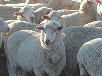 148 Xb Ewes