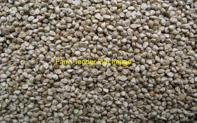 36mt Shirohie Millet
