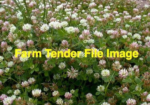 Balansa Clover Seed
