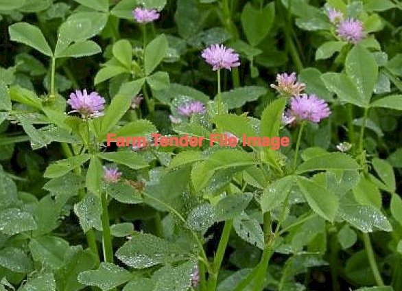 Balansa, Rye Grass Mix Seed
