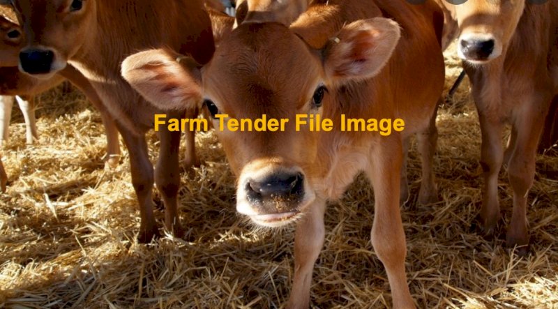 Jersey steers