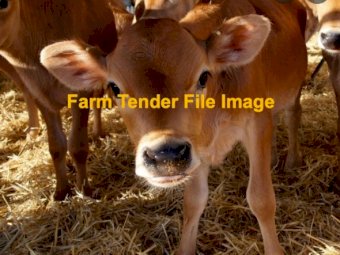 Jersey steers