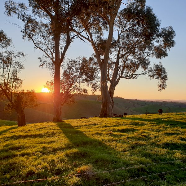 Agistment 160 Acres of Incredible Country (Poowong East)