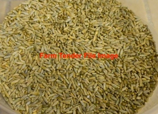 Southern Green Cereal Rye