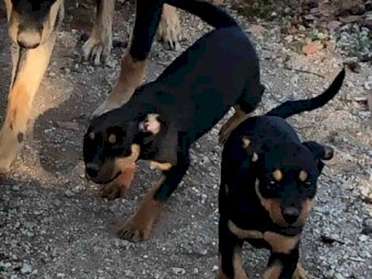 Kelpie Working Dog Pups