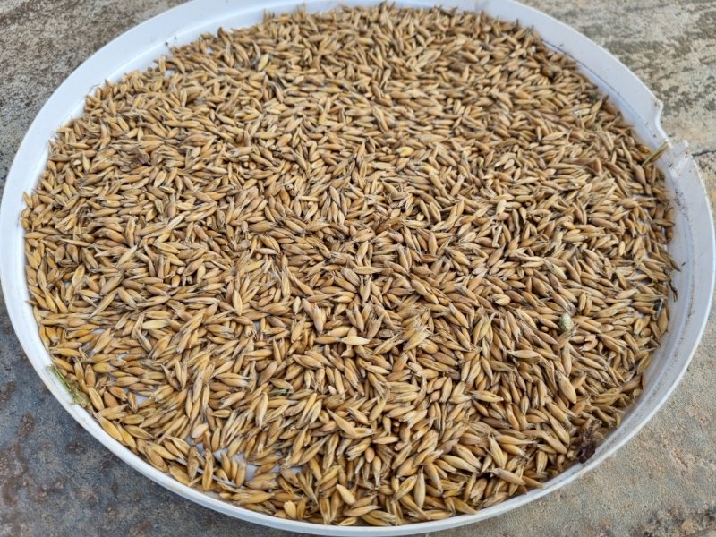 50mt Eurabbie Oats
