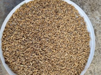 50mt Eurabbie Oats