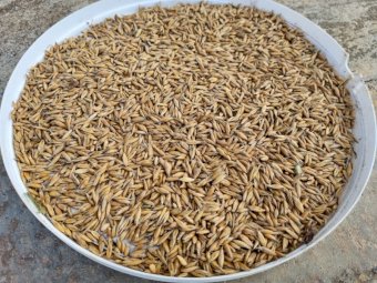 50mt Eurabbie Oats