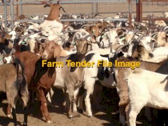 Rangeland Goats For Sale