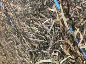 Shedded Vetch Hay 8x4x3 Bales