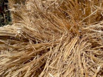 Wheat and Barley Straw Cheap