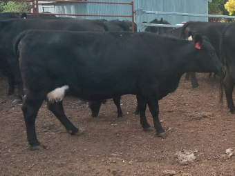 2 x Cows with Calves at Foot