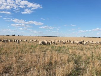 30 White Suffolk Merino Cross Ewe Lambs