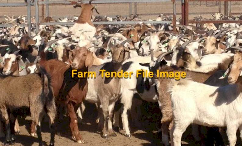 WANTED 200+ Rangeland Goats