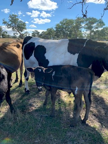 3 Cows with Calves at foot